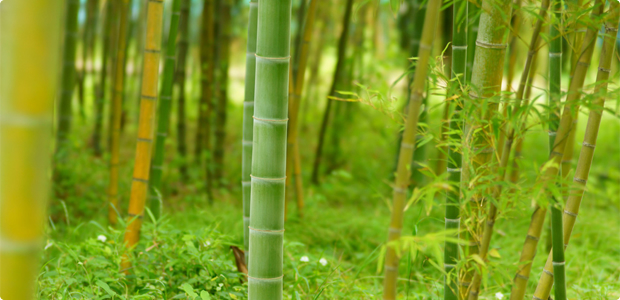 こだわわり素材（４）注目のエコプラント	竹からできた繊維